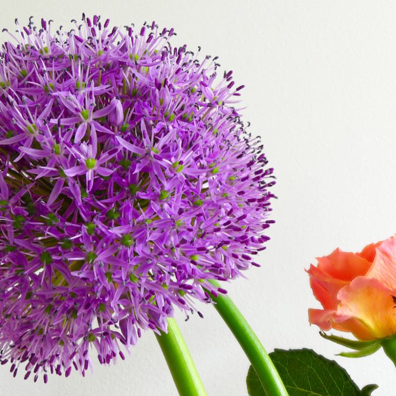 Gerard Alles In Focus