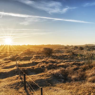 Typical Dutch Landscape In The Coastal Area With Trees Dunes Blue Sky Clouds Grass Bushes