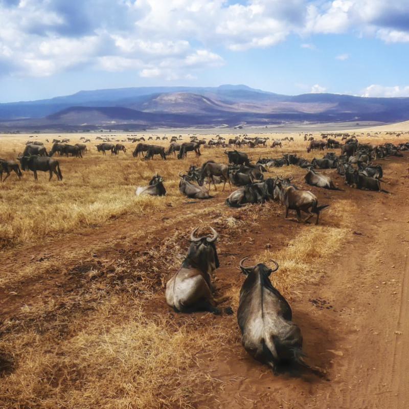 Wildebeest During The Big Migration In The Serengeti National Park