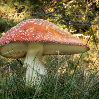 Marjon Paddenstoel 02 