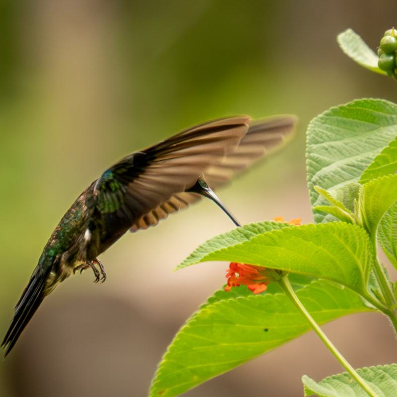 Natuurfotografie Kolibri