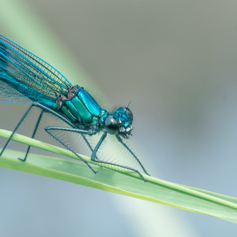 Rene Waterbeekjuffer